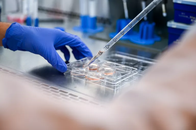 cell culture