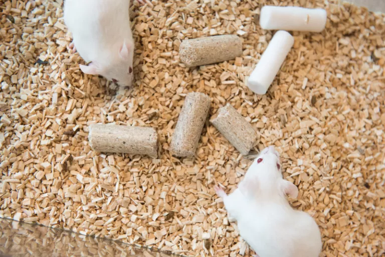 mice
