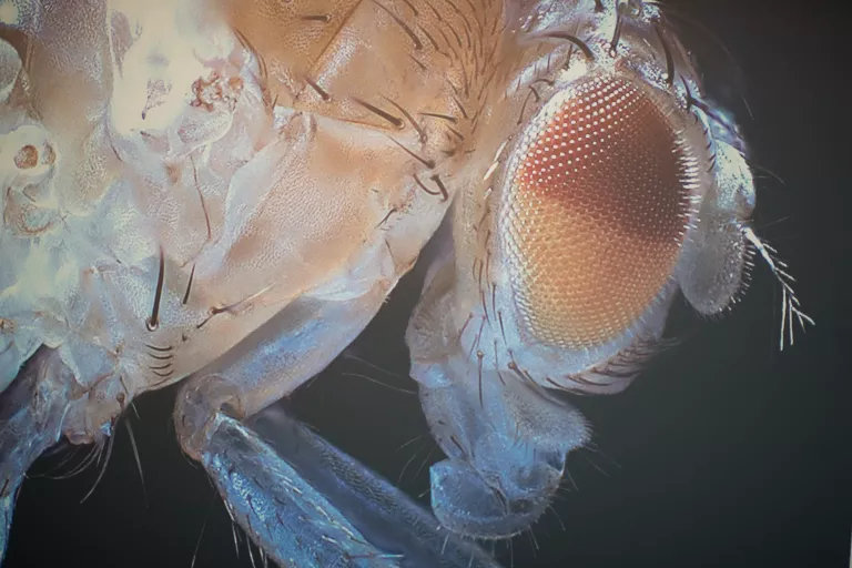 Drosophila