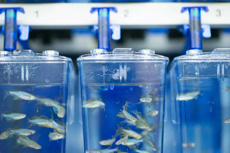 Zebrafish